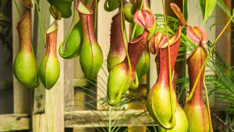 Planta Nepenthes Ventrata